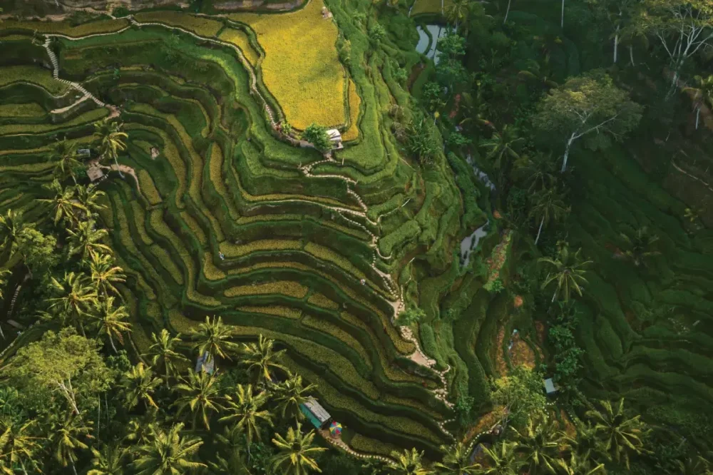 dmc white tiger bali